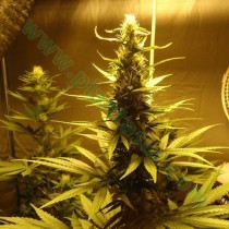 AK-48 – Nirvana Seeds