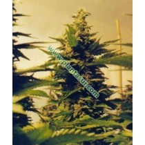 Ice – Nirvana Seeds