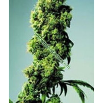 Short Rider Auto – Nirvana Seeds