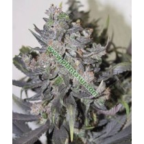 Blue Misty Regular – Nirvana Seeds