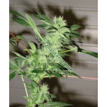 Chrystal Regular – Nirvana Seeds