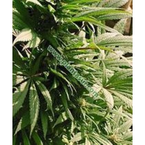 Indoor Mix Regular – Nirvana Seeds