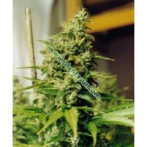 Master Kush Regular – Nirvana Seeds