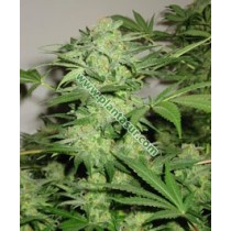 Northern Lights Regular – Nirvana Seeds