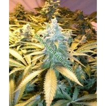 Snow White Regular – Nirvana Seeds