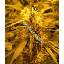 Super Skunk Regular – Nirvana Seeds