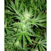 White Rhino Regular – Nirvana Seeds