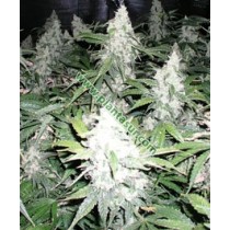 White Widow Regular – Nirvana Seeds