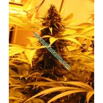 Aurora Indica Regular – Nirvana Seeds