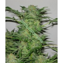 Ak-48 Regular – Nirvana Seeds