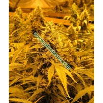 Papaya Regular – Nirvana Seeds