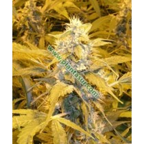 Bubblelicious Regular – Nirvana Seeds