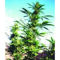 Kaya Gold Regular – Nirvana Seeds