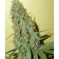 Swiss Cheese Regular – Nirvana Seeds