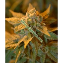 White Castle Regular – Nirvana Seeds