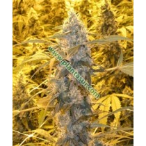 Wonder Woman Regular – Nirvana Seeds