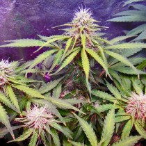 Auto Northern Lights – Nirvana Seeds