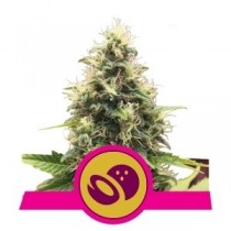 comprar semillas somango xl royal queen seeds