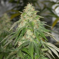 comprar semillas feminizadas some sweet de medical seeds