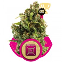 Sour Diesel – Royal Queen