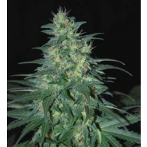 Sweet Coffee Ryder Auto - World Of Seeds