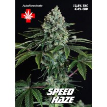 Speed Haze Auto – Pure Seeds