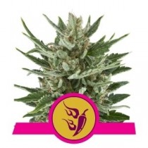 comprar semillas speedy chile de royal queen seeds