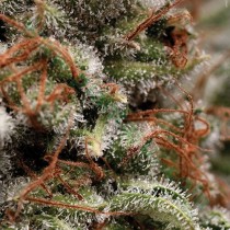 Auto Galaxy – Pyramid Seeds