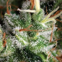 Auto Anesthesia – Pyramid Seeds