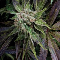 Blue Pyramid – Pyramid Seeds