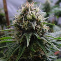 Yummy – Resin Seeds