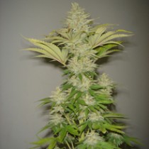 Bubblicious – Resin Seeds