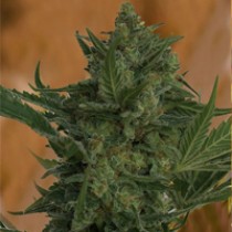 Critical Haze Regular – Resin Seeds