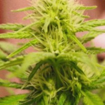 Blackberry Regular – Nirvana Seeds