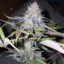 Blackjack Regular – Nirvana Seeds