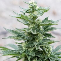 Full Moon Regular – Nirvana Seeds