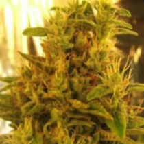 Haze #13 Regular – Nirvana Seeds