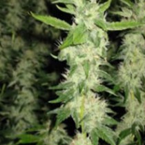 Jock Horror Regular – Nirvana Seeds