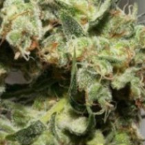 New York Power Diesel Regular – Nirvana Seeds