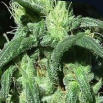 Sterling Haze Regular – Nirvana Seeds