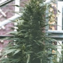 Urban Poison Regular – Nirvana Seeds