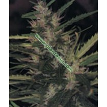 Durban Poison – Seedsman