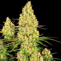 Sticky Orange XXL Auto - Sensi Seeds