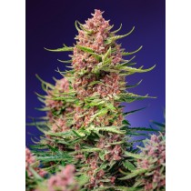 Strawberry Cola Sherbet F1 - Sweet Seed 