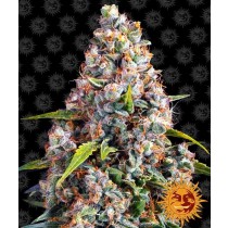 Strawberry Cheesecake Auto - Barney´s Farm