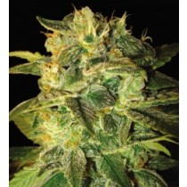 Sugar Mango Ryder Auto - World Of Seeds