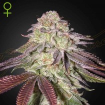 Sugarlato Auto - Green House Seeds