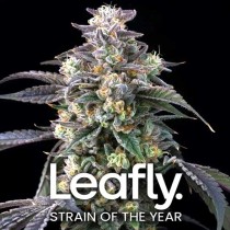 3 Semillas Feminizada - Garlic Cookies - Barney´s Farm