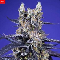 Super Boof XL Auto - Sweet Seeds