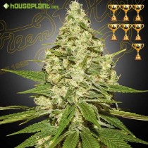 Super Lemon Haze - Green House Seeds